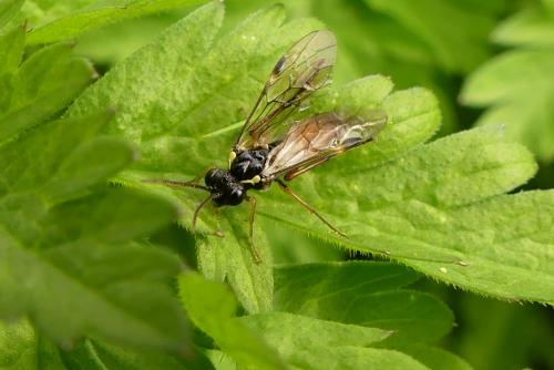 Aglaostigma aucupariae